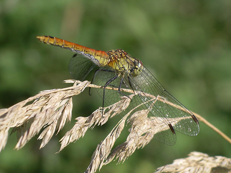 Da determinare: Sympetrum sanguineum